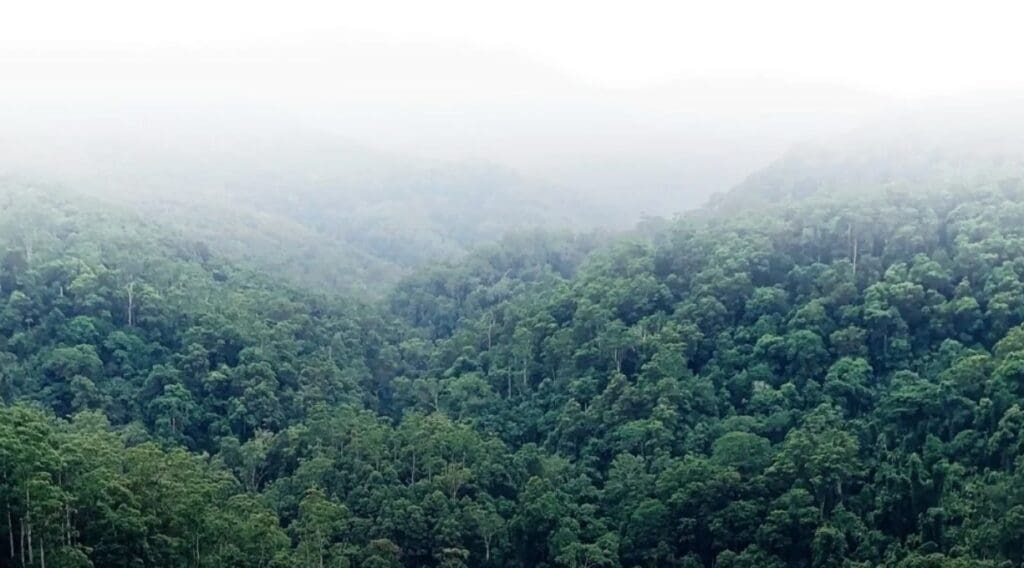 Aerial shot of a rainforest with low cloud