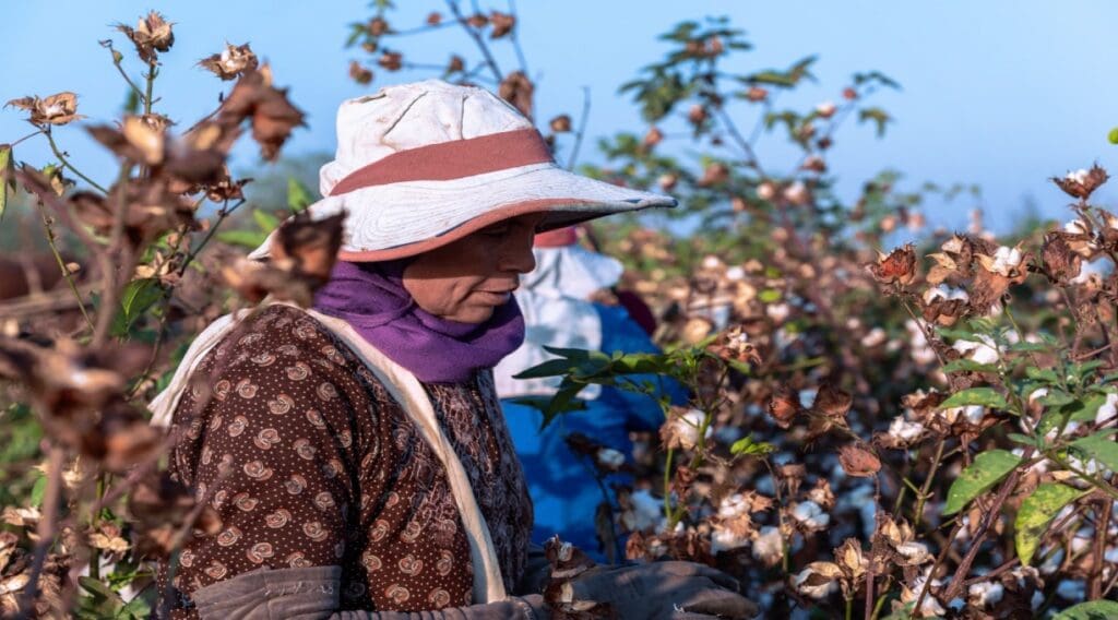 A woman cotton farmer stands in a field of cotton plants.