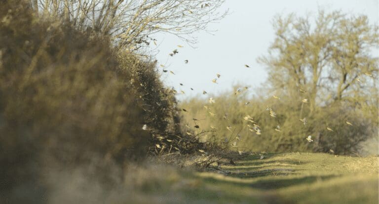 flock of birds fly around a British hedgerow in the morning sun