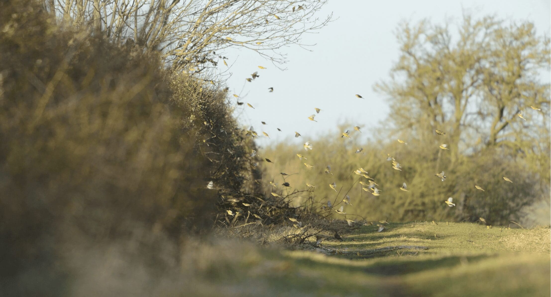 flock of birds fly around a British hedgerow in the morning sun