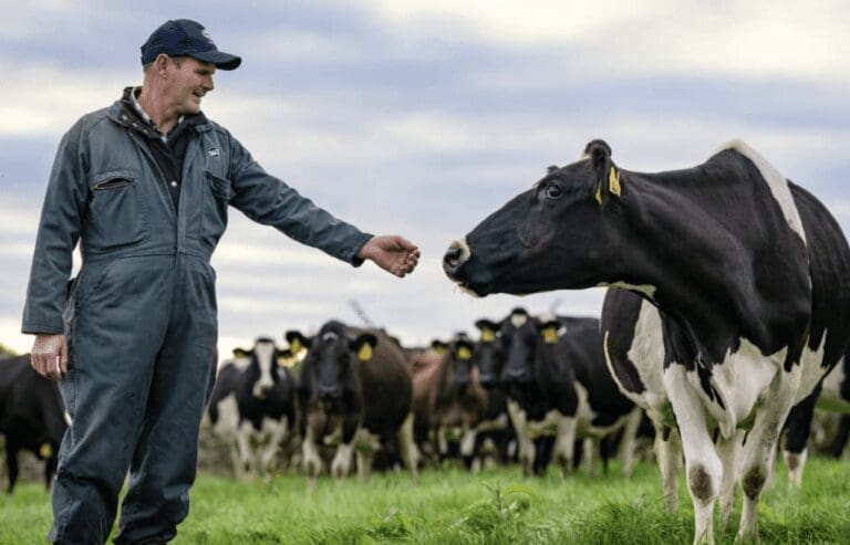 Fonterra farmer stands with arm reaching out to cow standing next to him.