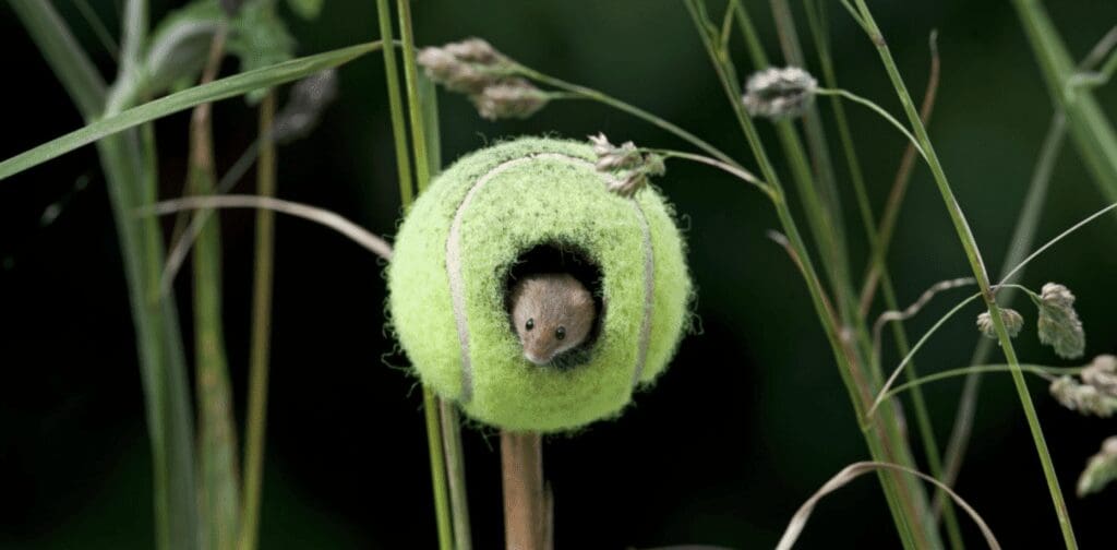 A mouse peers through a hole chewed through a tennis ball among the grass
