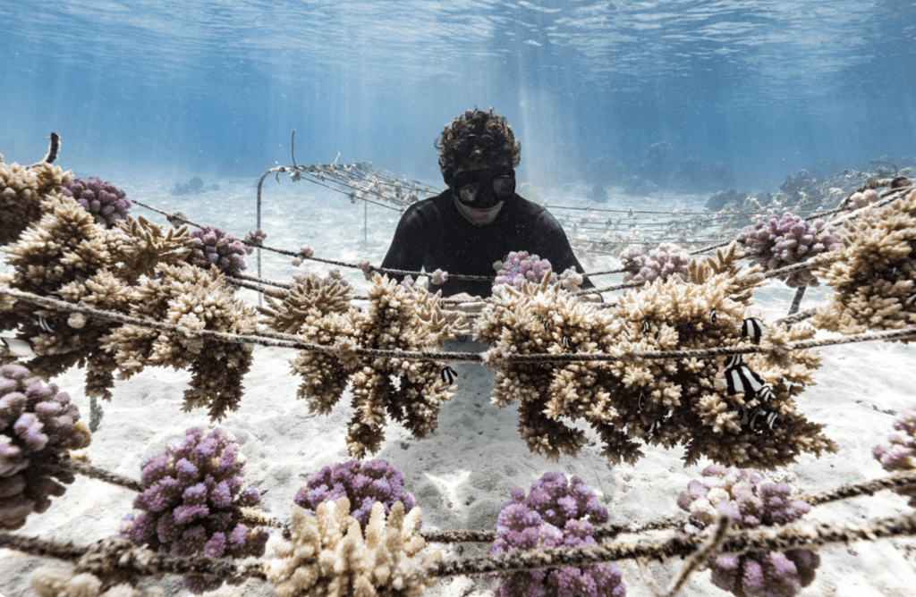 diver floats before a coral garden with sun beams piercing the surface of the water