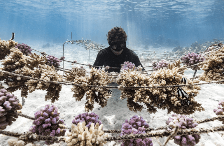diver floats before a coral garden with sun beams piercing the surface of the water