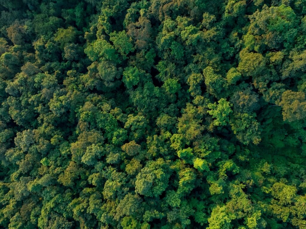Aerial view of forest
